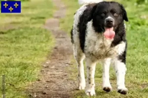 Read more about the article Frisian Water Dog breeders and puppies in Île-de-France