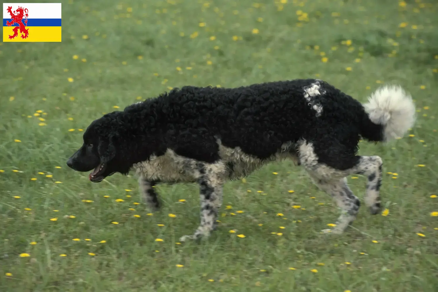 Frisian Water Dog puppies and breeders Limburg Find Frisian Water Dog breeders in Limburg here.