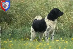 Read more about the article Frisian Water Dog breeders and puppies in Pays de la Loire