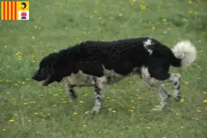 Read more about the article Frisian Water Dog breeders and puppies in Provence-Alpes-Côte d’Azur