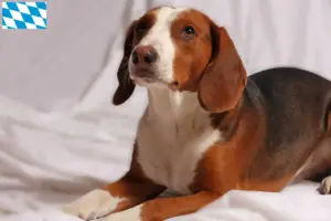 Read more about the article German Bracke breeders and puppies in Bavaria