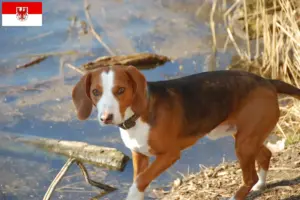 Read more about the article German Bracke breeders and puppies in Brandenburg