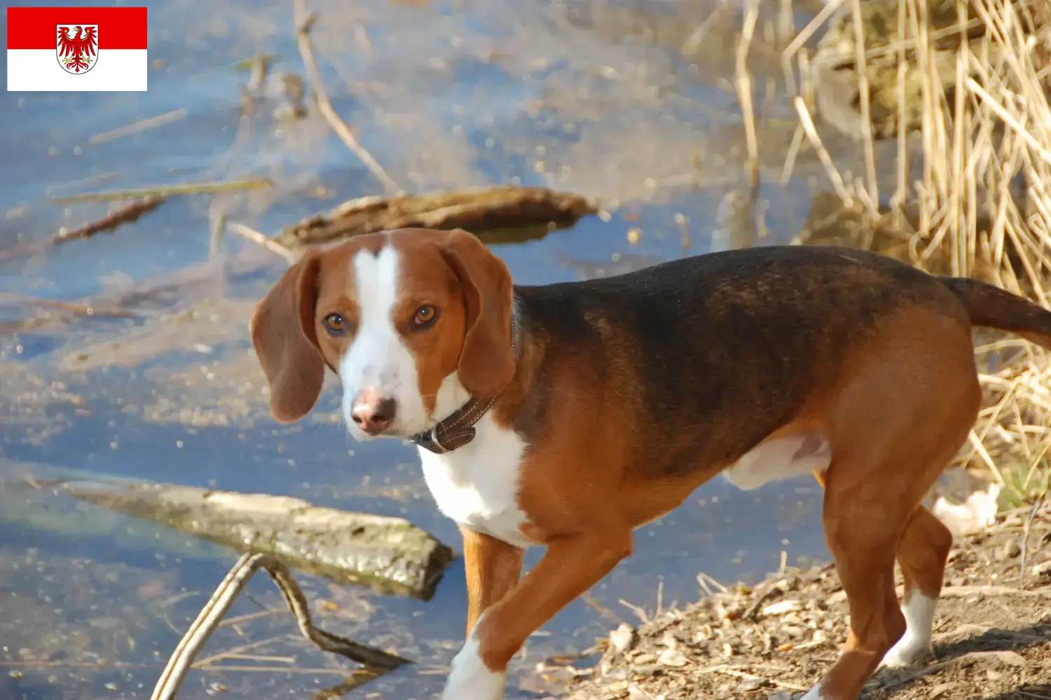 Read more about the article German Bracke breeders and puppies in Brandenburg