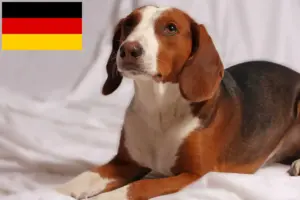 Read more about the article German Bracke breeders and puppies in Germany
