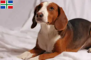 Read more about the article German Bracke breeders and puppies in Groningen