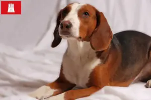 Read more about the article German Bracke breeders and puppies in Hamburg