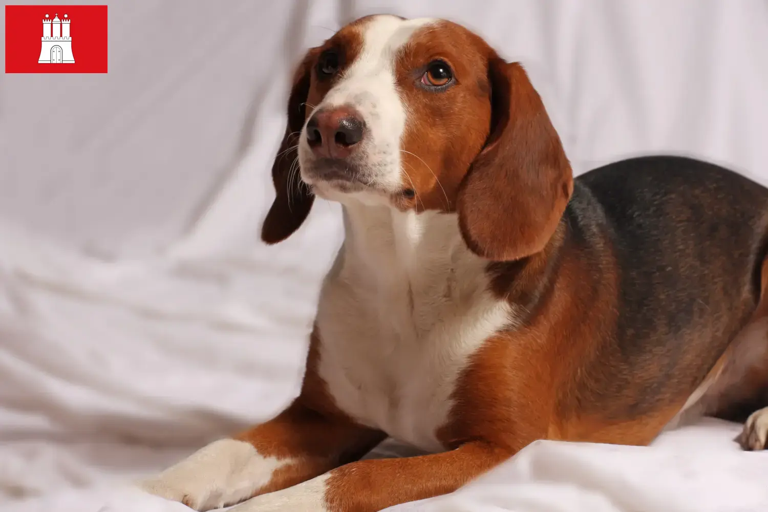 Read more about the article German Bracke breeders and puppies in Hamburg