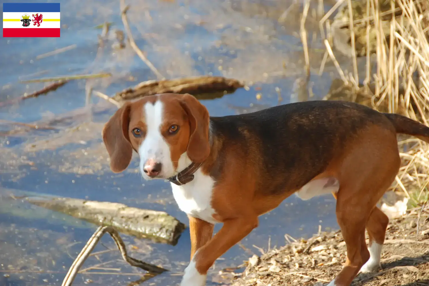 German Bracke puppies and breeders Mecklenburg-Vorpommern Here you can find German Bracken breeders in Mecklenburg-Vorpommern.