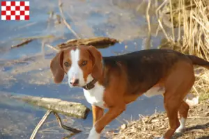 Read more about the article German Bracke breeders and puppies in North Brabant
