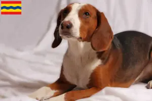 Read more about the article German Bracke breeders and puppies in Overijssel