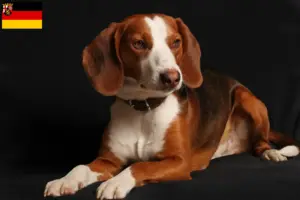 Read more about the article German Bracke breeders and puppies in Rhineland-Palatinate