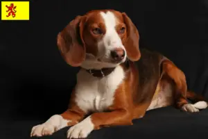 Read more about the article German Bracke breeders and puppies in South Holland