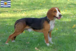 Read more about the article German Bracke breeders and puppies in Zeeland