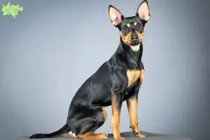 Read more about the article German Pinscher breeder and puppies in Midtjylland