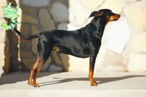 Read more about the article German Pinscher breeder and puppies in Sjælland