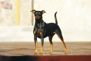 Read more about the article German Pinscher breeder and puppies in Syddanmark