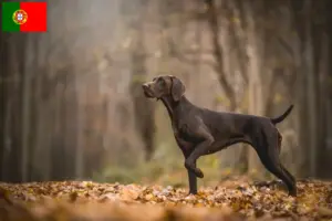 Read more about the article German Shorthair breeders and puppies in Portugal