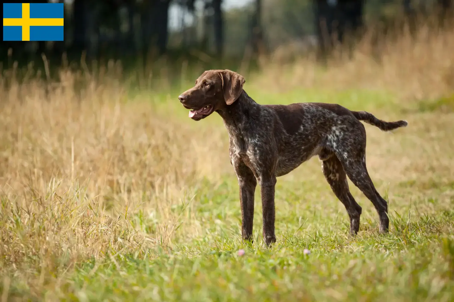 Read more about the article German Shorthair breeders and puppies in Sweden