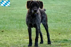 Read more about the article German Stichelhaar breeders and puppies in Bavaria