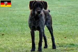 Read more about the article German Stichelhaar breeders and puppies in Saarland