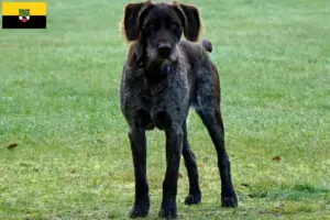 Read more about the article German Stichelhaar breeders and puppies in Saxony-Anhalt