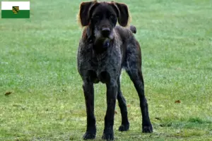 Read more about the article German Stichelhaar breeders and puppies in Saxony