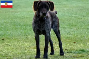 Read more about the article German Stichelhaar breeders and puppies in Schleswig-Holstein