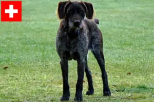 Read more about the article German Stichelhaar breeders and puppies in Switzerland