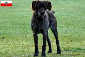 Read more about the article German Stichelhaar breeders and puppies in Thuringia