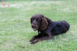 Read more about the article German watchdog breeder and puppies in Hovedstaden