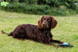 Read more about the article German watchdog breeders and puppies in Midtjylland