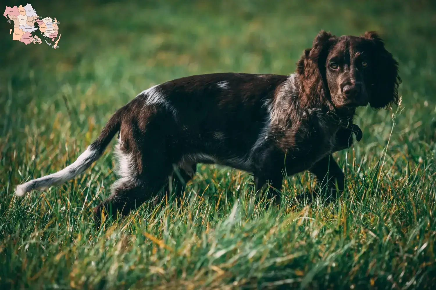 Read more about the article German watchdog breeders and puppies in Syddanmark