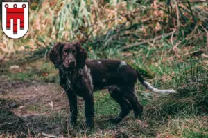 Read more about the article German watchdog breeders and puppies in Vorarlberg