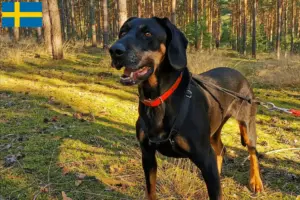 Read more about the article Gończy Polski breeders and puppies in Sweden