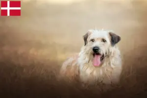 Read more about the article Gos d’Atura Catalá breeders and puppies in Denmark