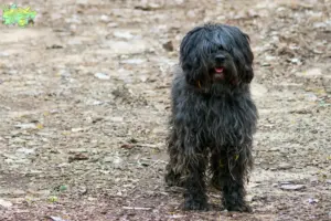 Read more about the article Gos d’Atura Catalá breeders and puppies in Midtjylland