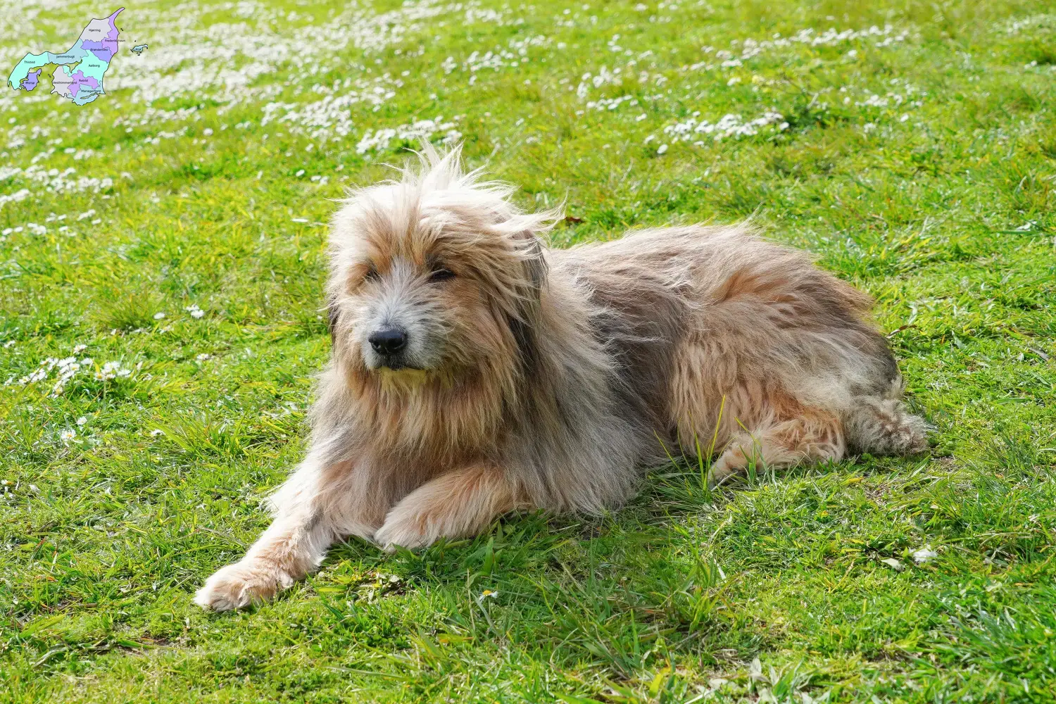 Gos d'Atura Catalá puppies and breeders Nordjylland Here you will find Gos d'Atura Catalá breeders in Nordjylland.