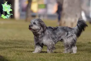Read more about the article Gos d’Atura Catalá breeders and puppies in Sjælland