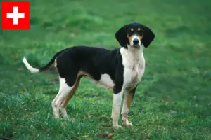 Read more about the article Grand Anglo-Français breeders and puppies in Switzerland