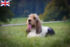 Read more about the article Grand Basset Griffon Vendéen breeders and puppies in Great Britain