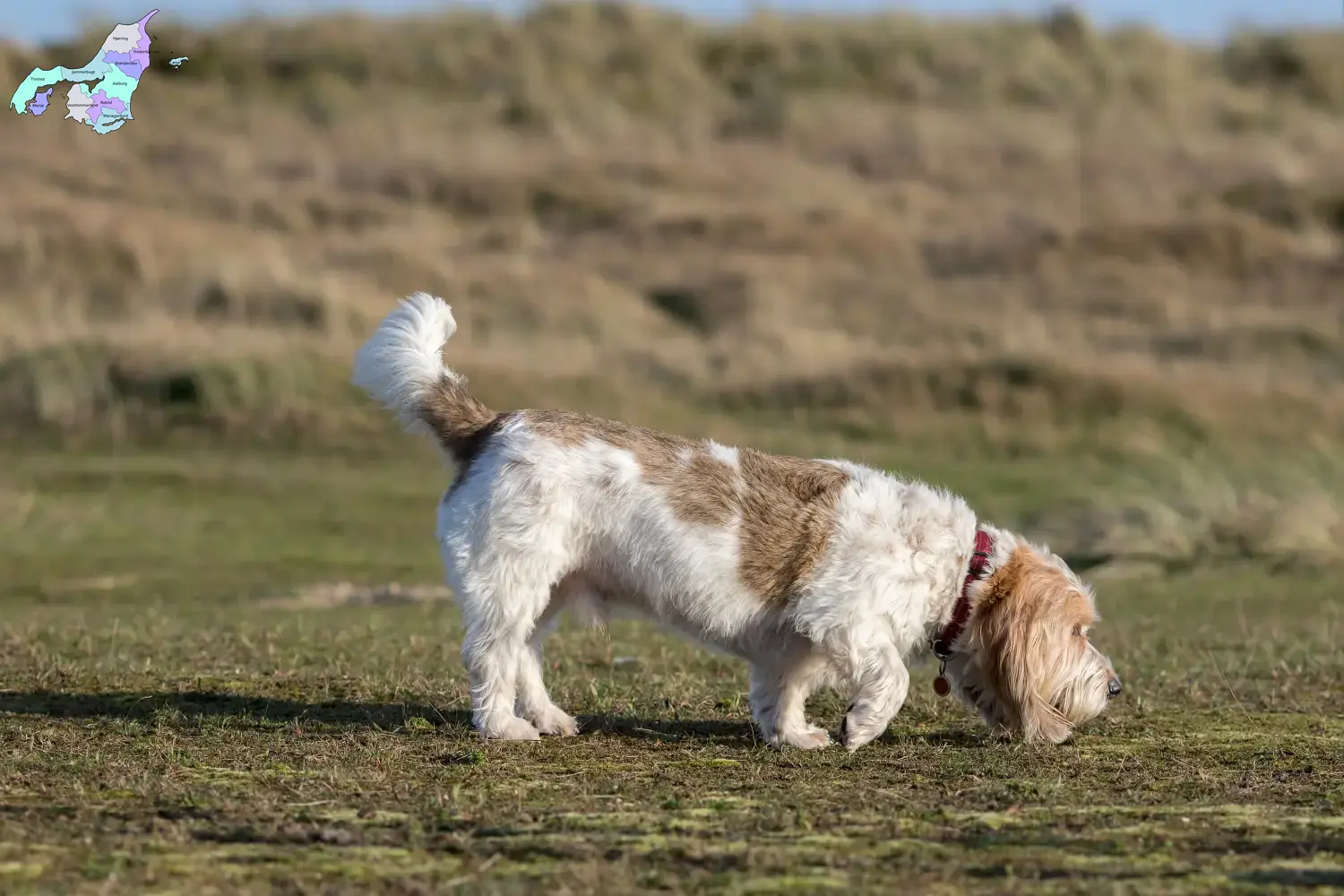 Read more about the article Grand Basset Griffon Vendéen breeders and puppies in Nordjylland