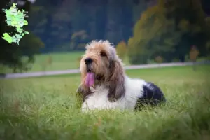 Read more about the article Grand Basset Griffon Vendéen breeders and puppies in Sjælland