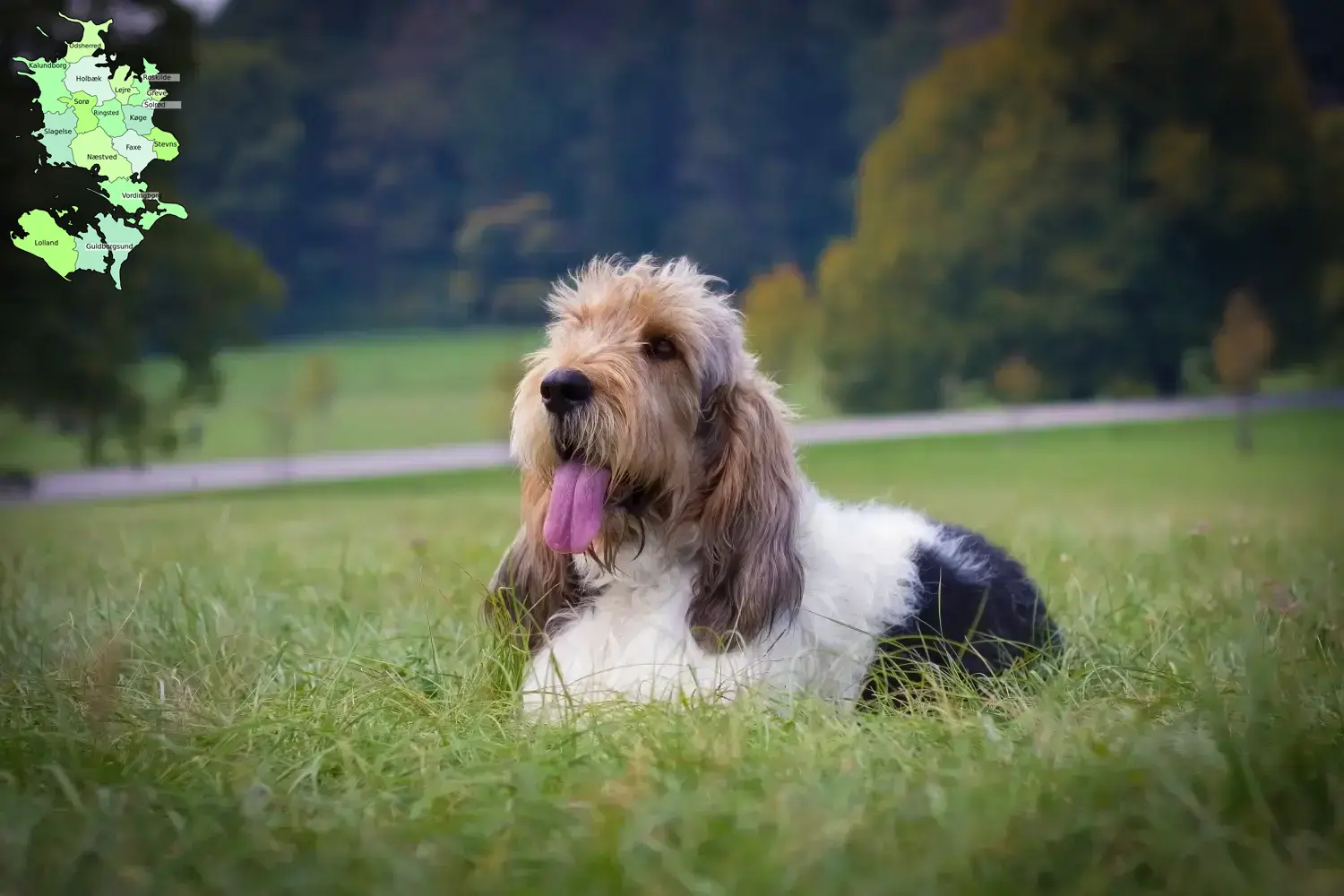 Grand Basset Griffon Vendéen puppies and breeders Sjælland Find Grand Basset Griffon Vendéens breeders in Sjælland.