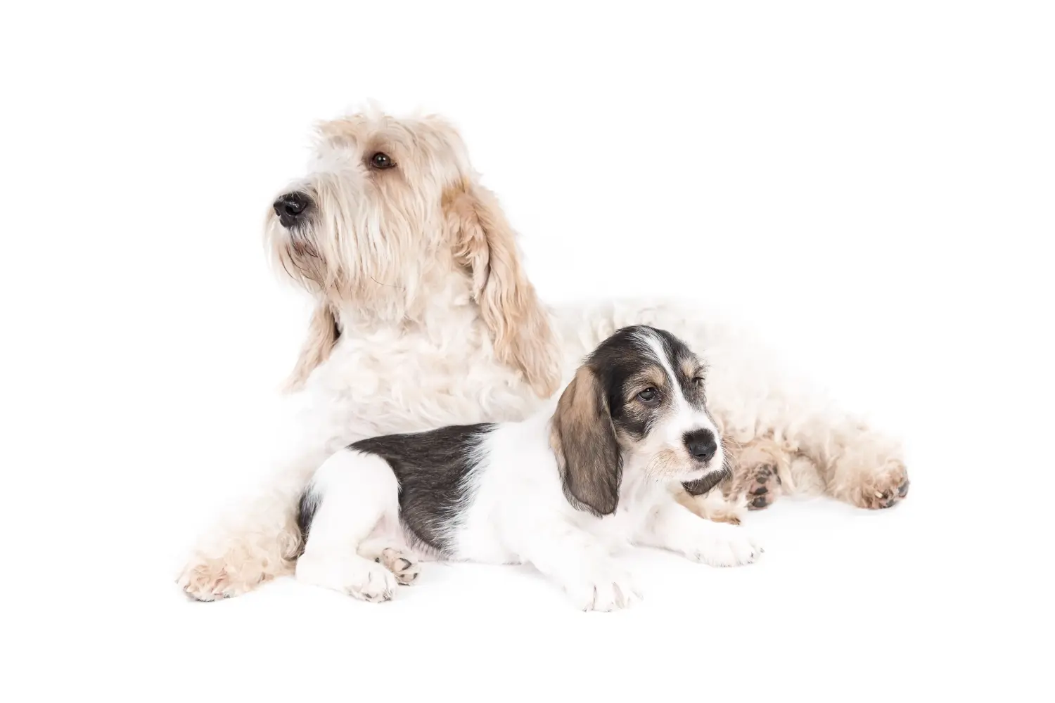 Buying a Grand Basset Griffon Vendéen puppy means taking responsibility! Buy Grand Basset Griffon Vendéen puppies.