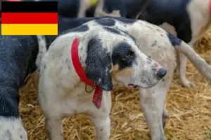 Read more about the article Grand Bleu de Gascogne breeders and puppies in Germany