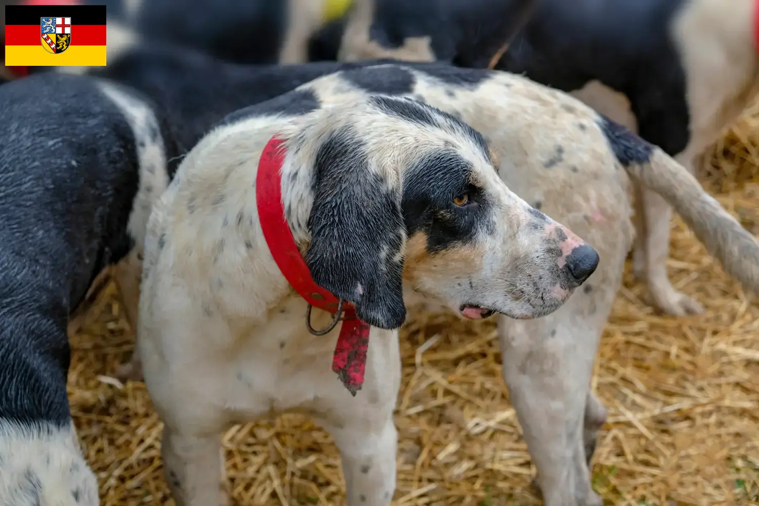 Read more about the article Grand Bleu de Gascogne breeders and puppies in Saarland