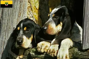 Read more about the article Grand Bleu de Gascogne breeders and puppies in Saxony-Anhalt