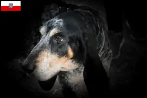 Read more about the article Grand Bleu de Gascogne breeders and puppies in Thuringia