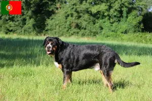 Read more about the article Great Swiss Mountain Dog breeder and puppies in Portugal