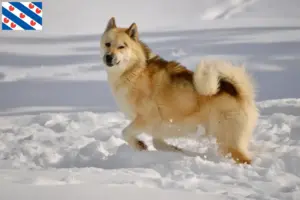 Read more about the article Greenland dog breeders and puppies in Friesland